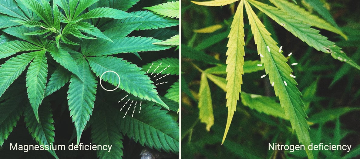 Epsom Salts: a natural hack to grow healthy cannabis plants Epsom Salts: a natural hack to grow healthy cannabis plants