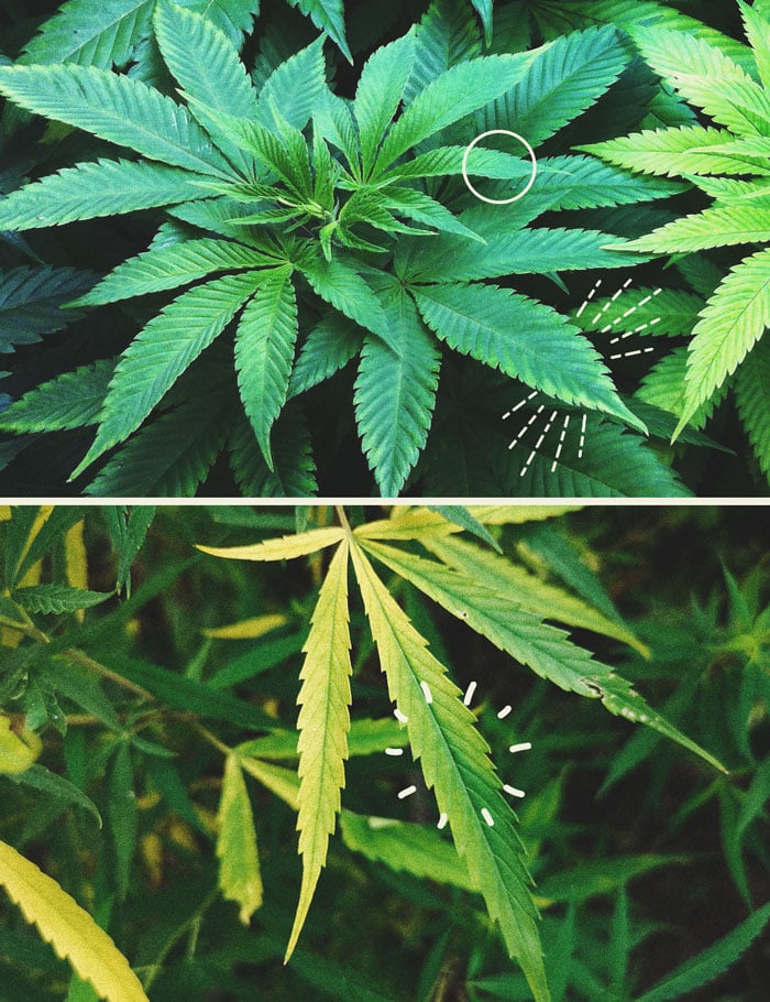 Epsom Salts: a natural hack to grow healthy cannabis plants Epsom Salts: a natural hack to grow healthy cannabis plants