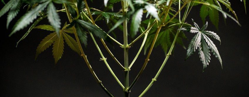 Defoliation Defoliation