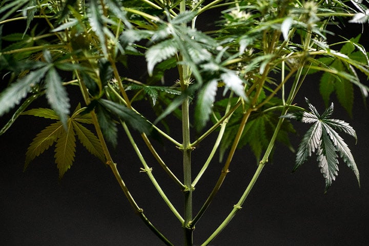 Defoliation Defoliation