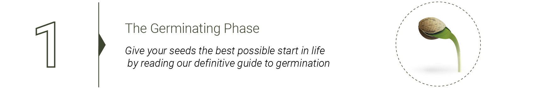Cannabis Ernte