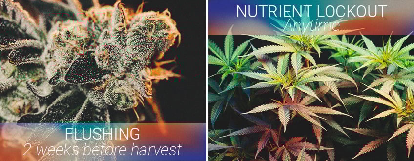 Der beste zeitpunkt zum spülen deiner cannabispflanzen Der beste zeitpunkt zum spülen deiner cannabispflanzen