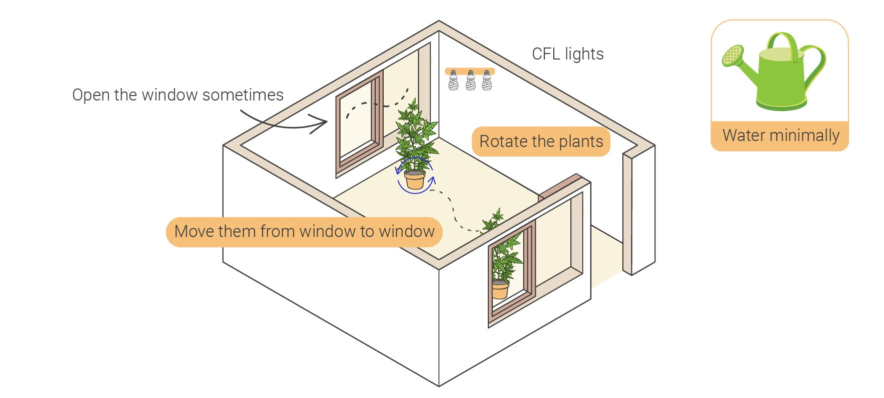 Wie man Cannabis indoor ohne Lampen anbaut Wie man Cannabis indoor ohne Lampen anbaut