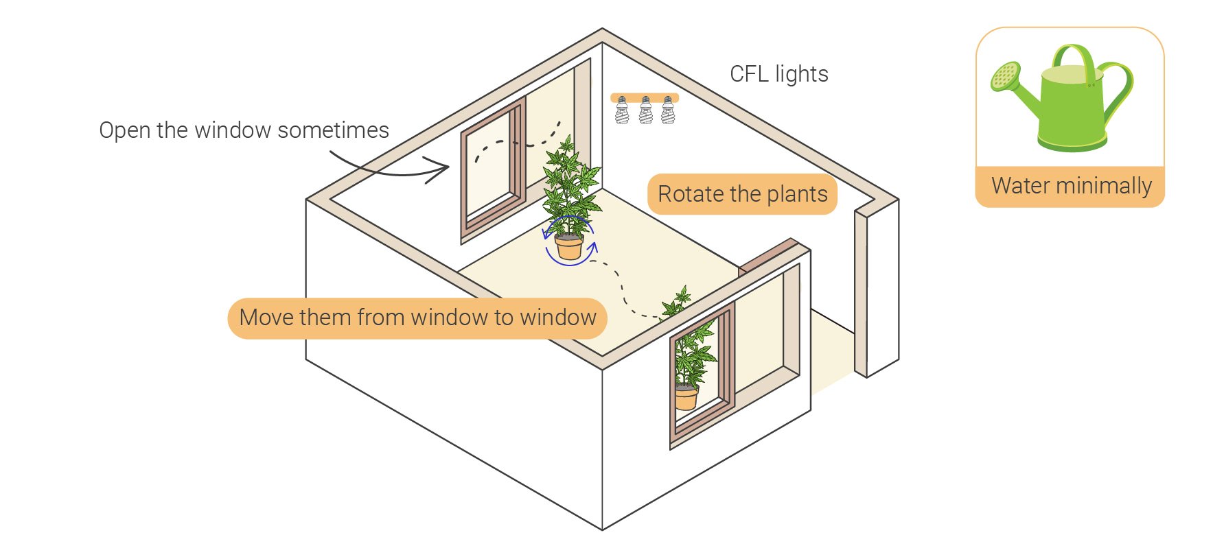 Wie man Cannabis indoor ohne Lampen anbaut