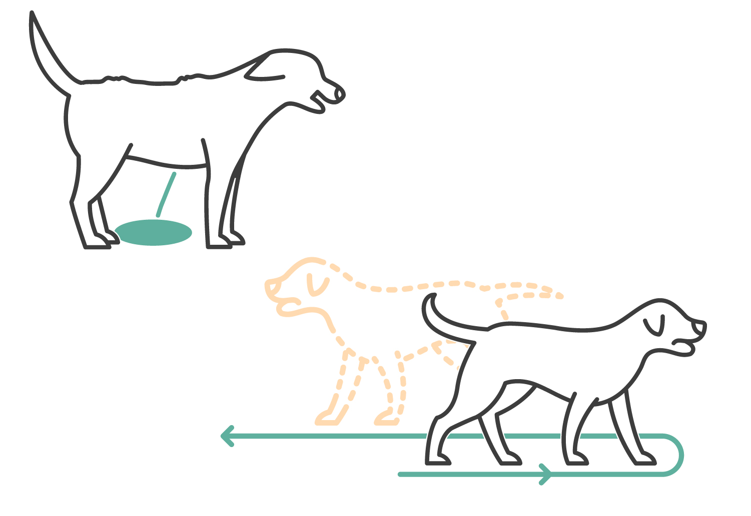 What to Do if Your Dog Gets High What to Do if Your Dog Gets High