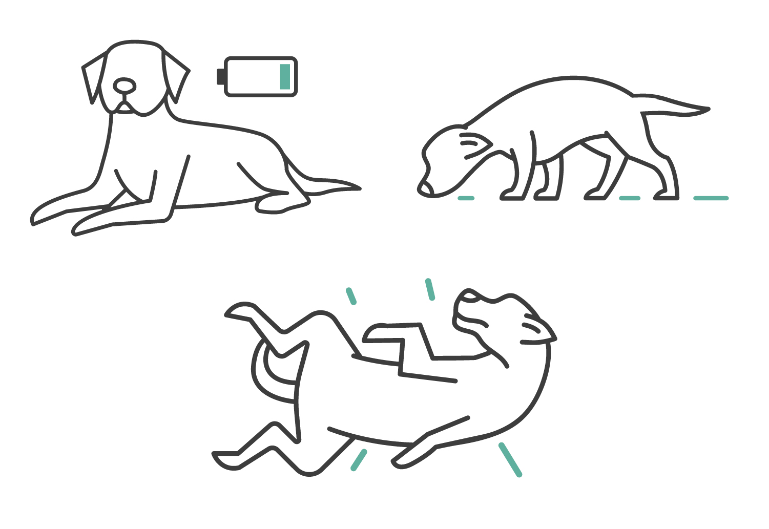 What to Do if Your Dog Gets High What to Do if Your Dog Gets High