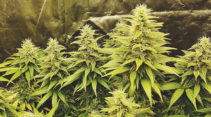 Sour Diesel Sour Diesel