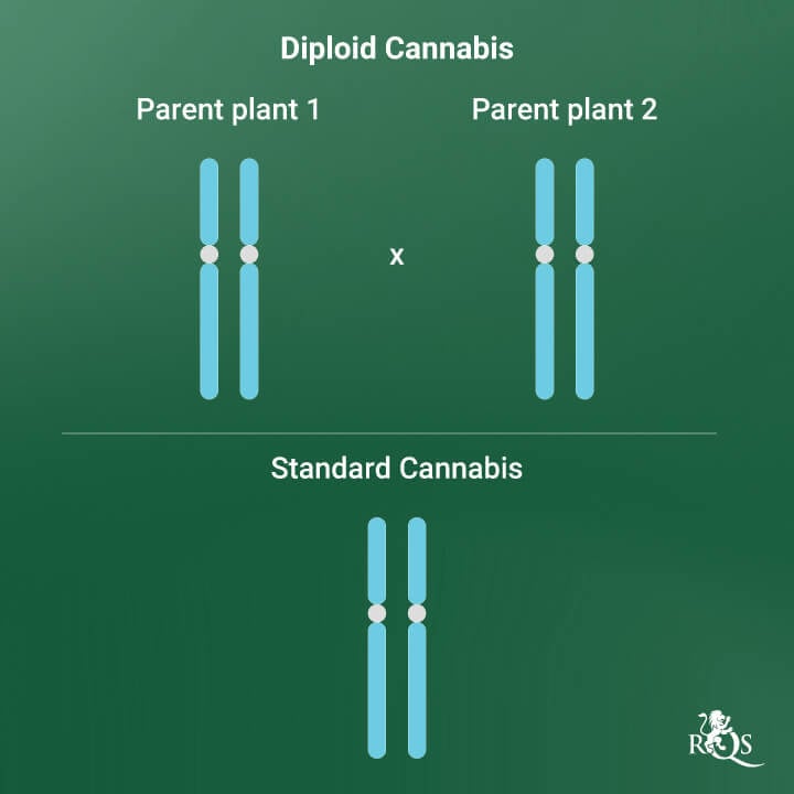 Diploid Cannabis