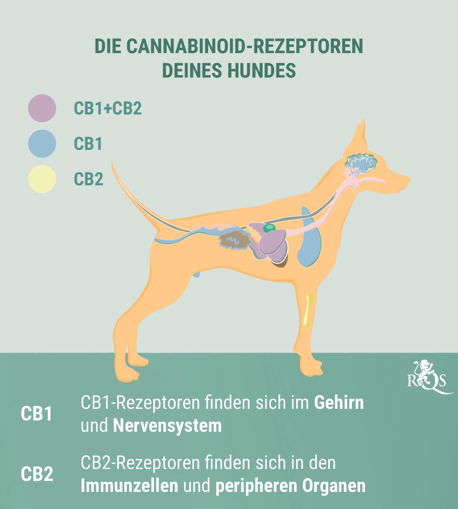 CBD für Hunde: Was wir bisher wissen CBD für Hunde: Was wir bisher wissen
