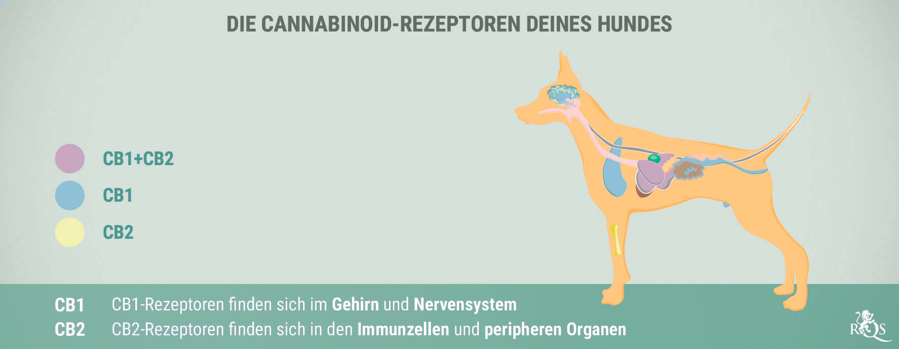 CBD für Hunde: Was wir bisher wissen CBD für Hunde: Was wir bisher wissen