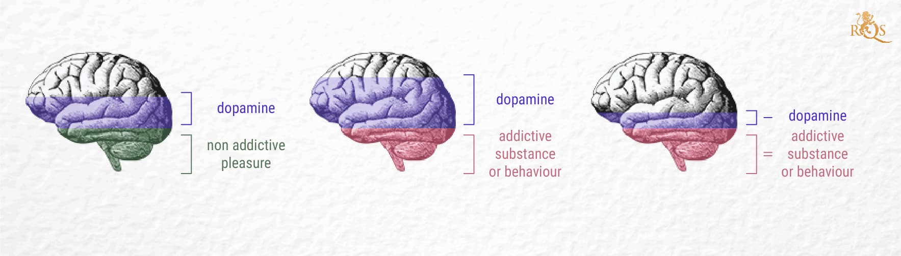 What Is Dopamine? What Is Dopamine?
