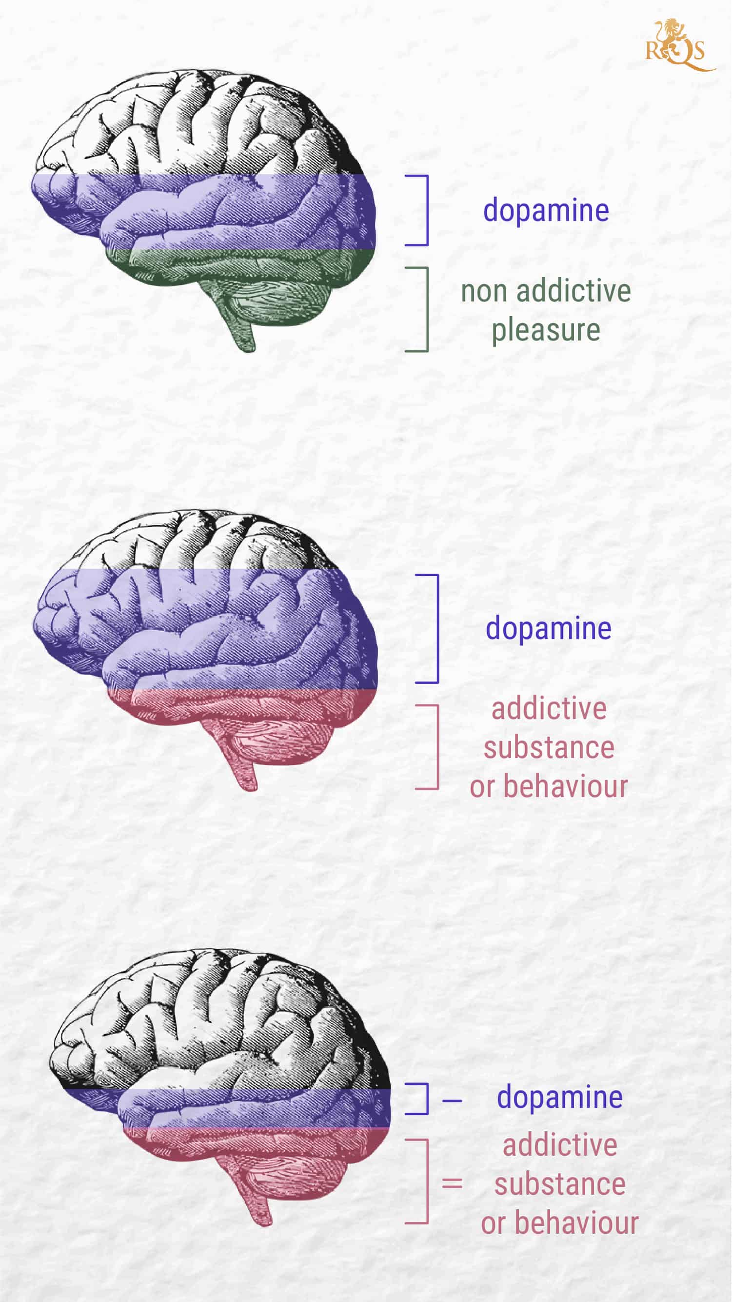 What Is Dopamine? What Is Dopamine?