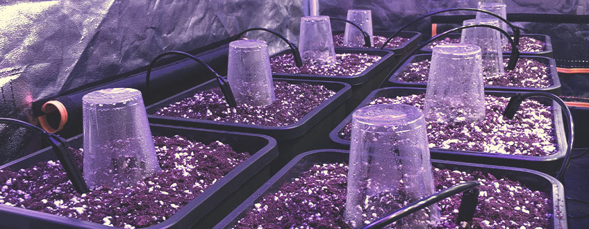 SELBSTGEBAUTES TROPFSYSTEM SELBSTGEBAUTES TROPFSYSTEM