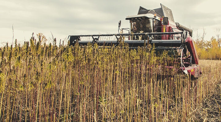 Trockenfeldbau: ein Beispiel für regenerative Landwirtschaft in Aktion