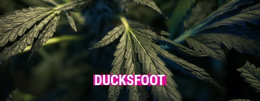 Ducksfoot Ducksfoot