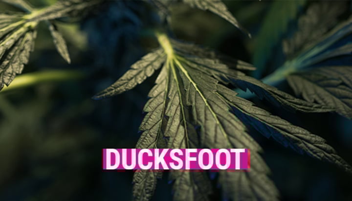 Ducksfoot Ducksfoot
