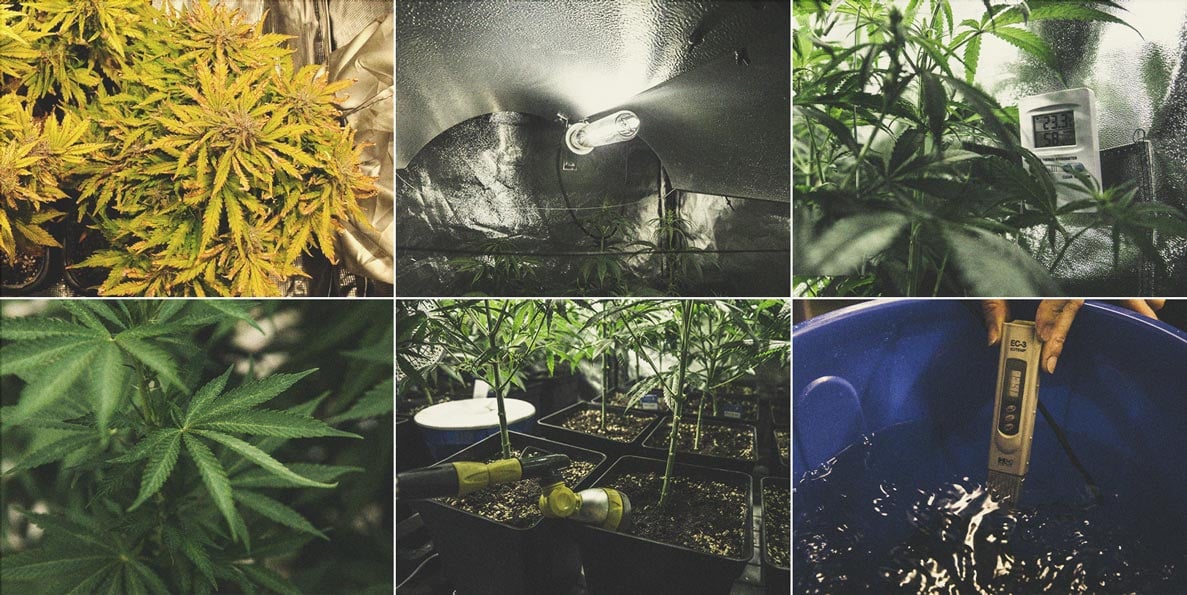 Wie man stärkeres Cannabis anbaut Wie man stärkeres Cannabis anbaut