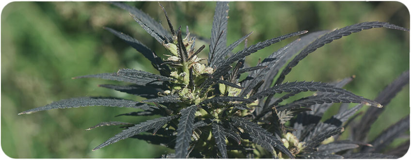 Temperatures Too Cold For Cannabis Plant Temperatures Too Cold For Cannabis Plant