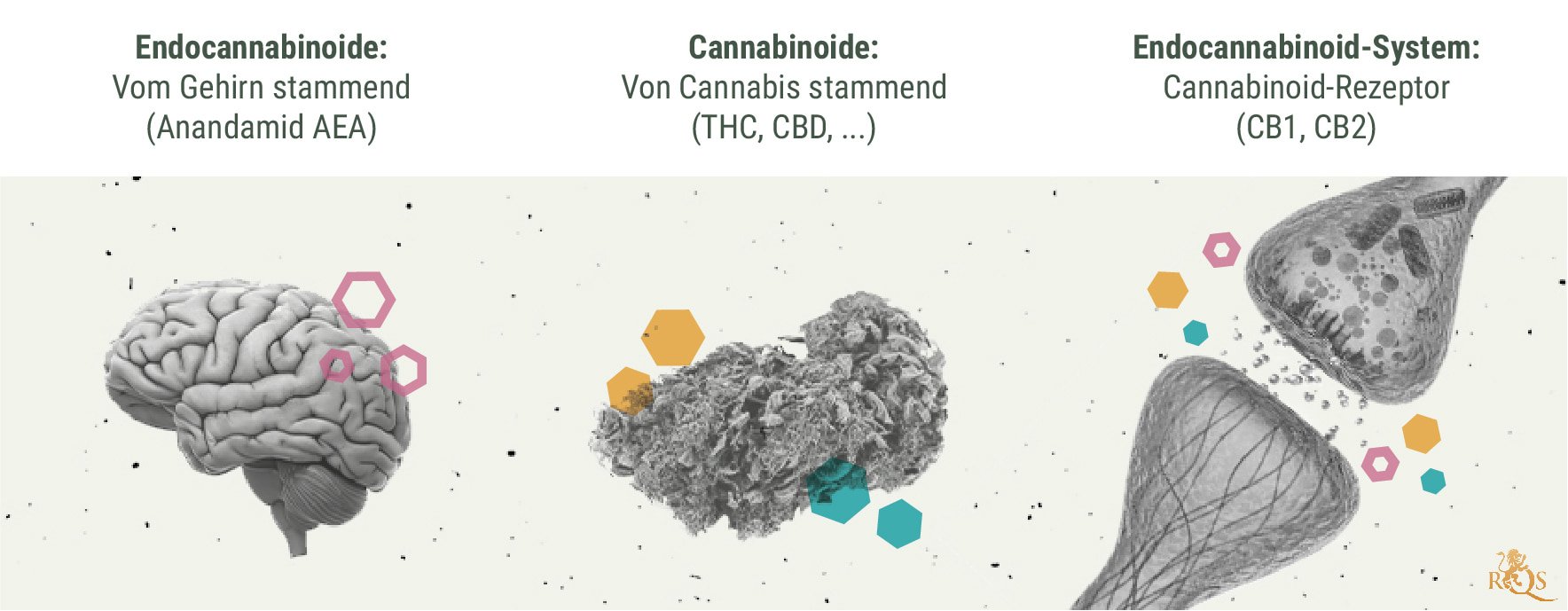 Die Chemie des Cannabis-Highs