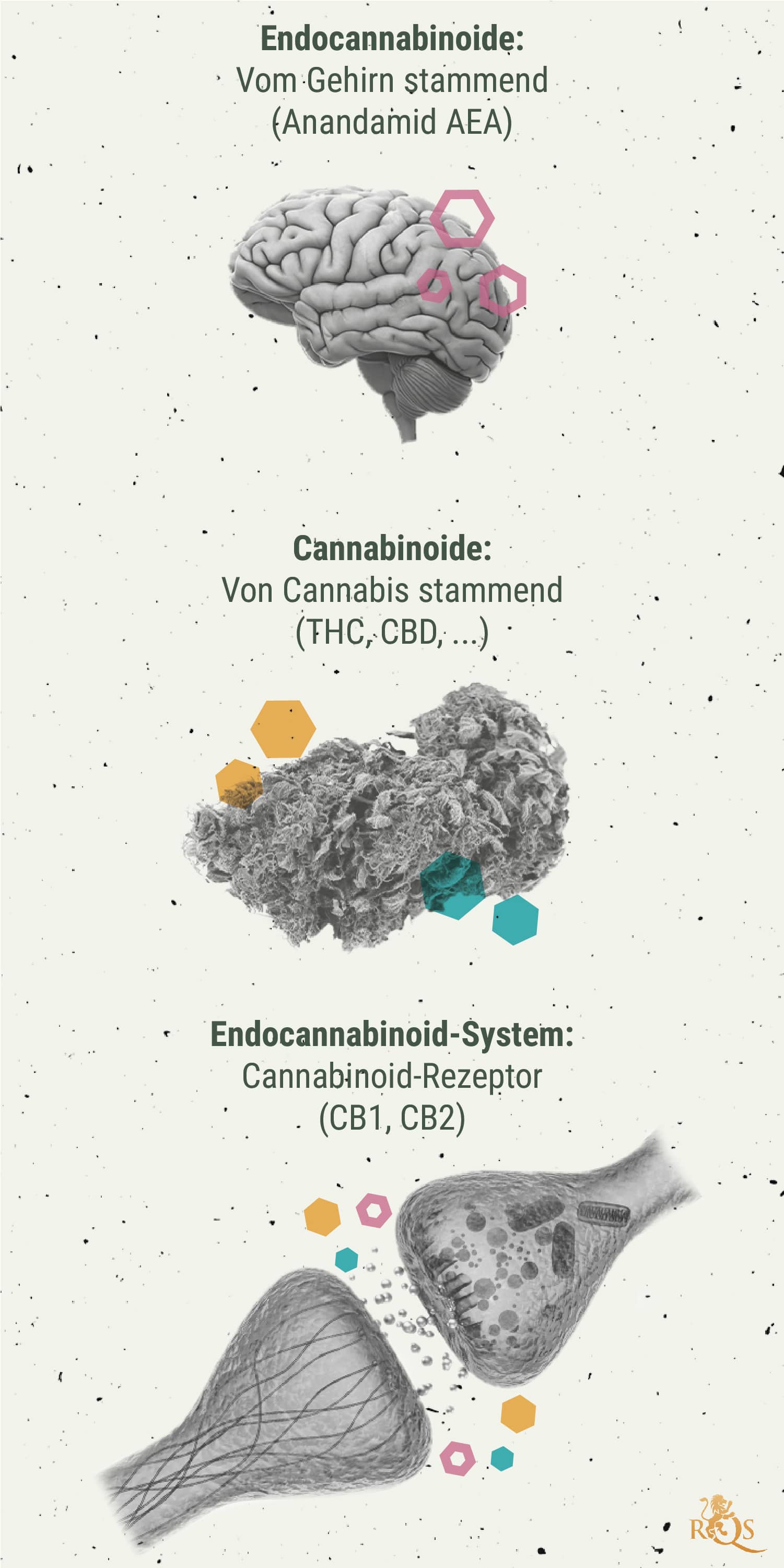 Die Chemie des Cannabis-Highs