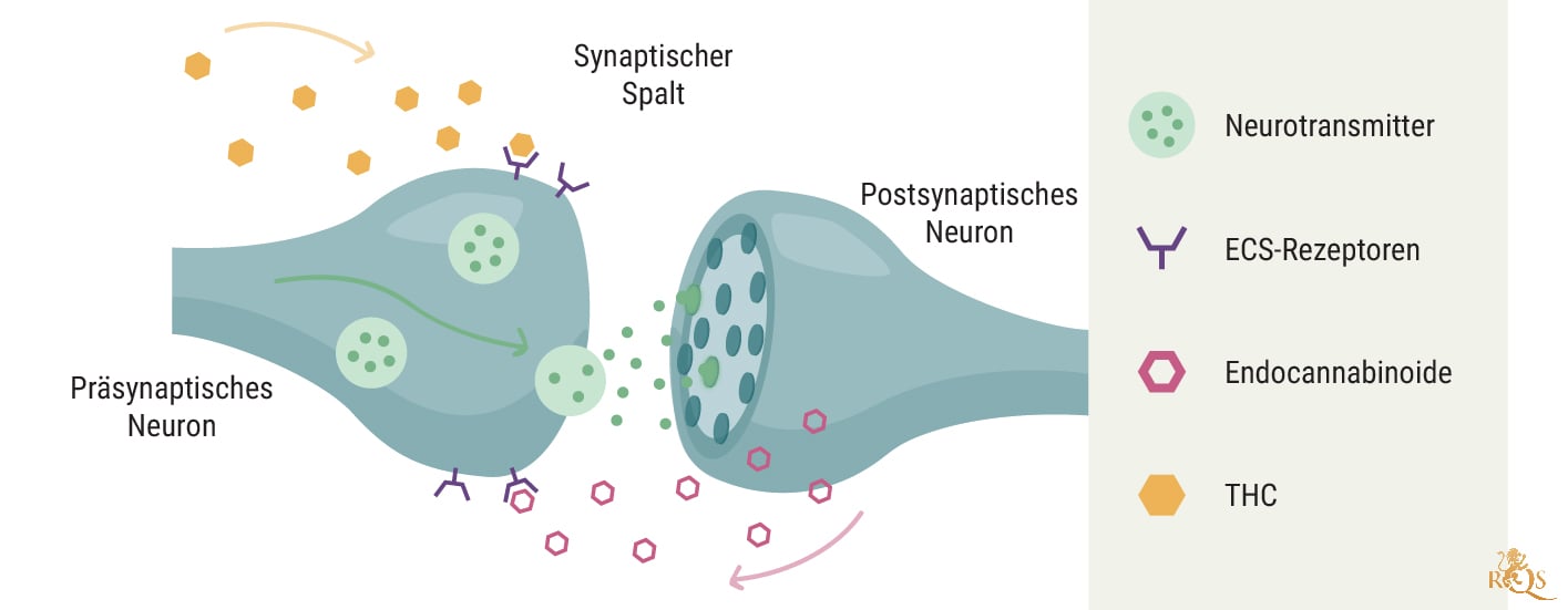 Das Endocannabinoid-System und Krebs