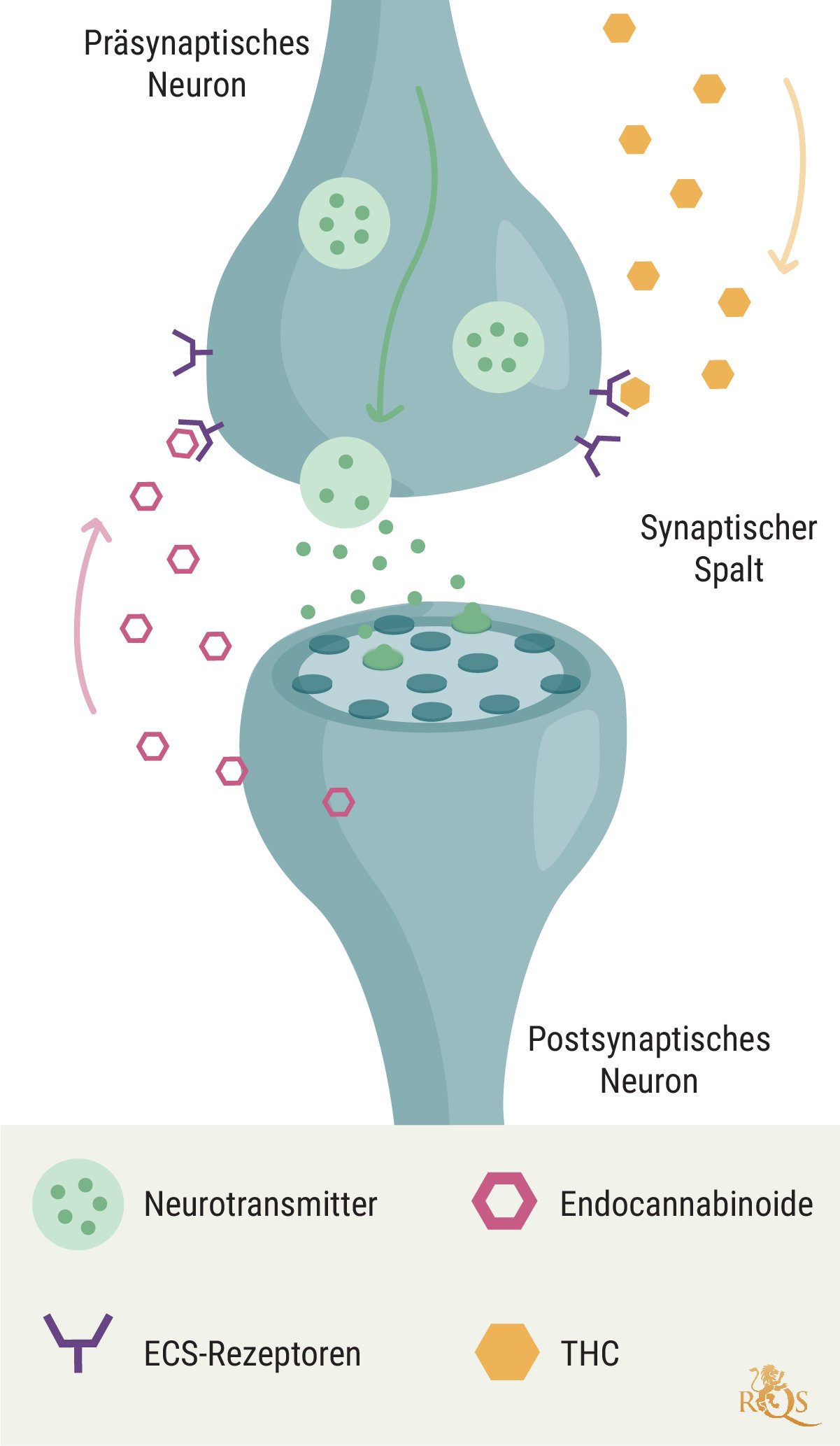 Das Endocannabinoid-System und Krebs