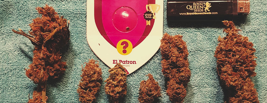 El Patron El Patron
