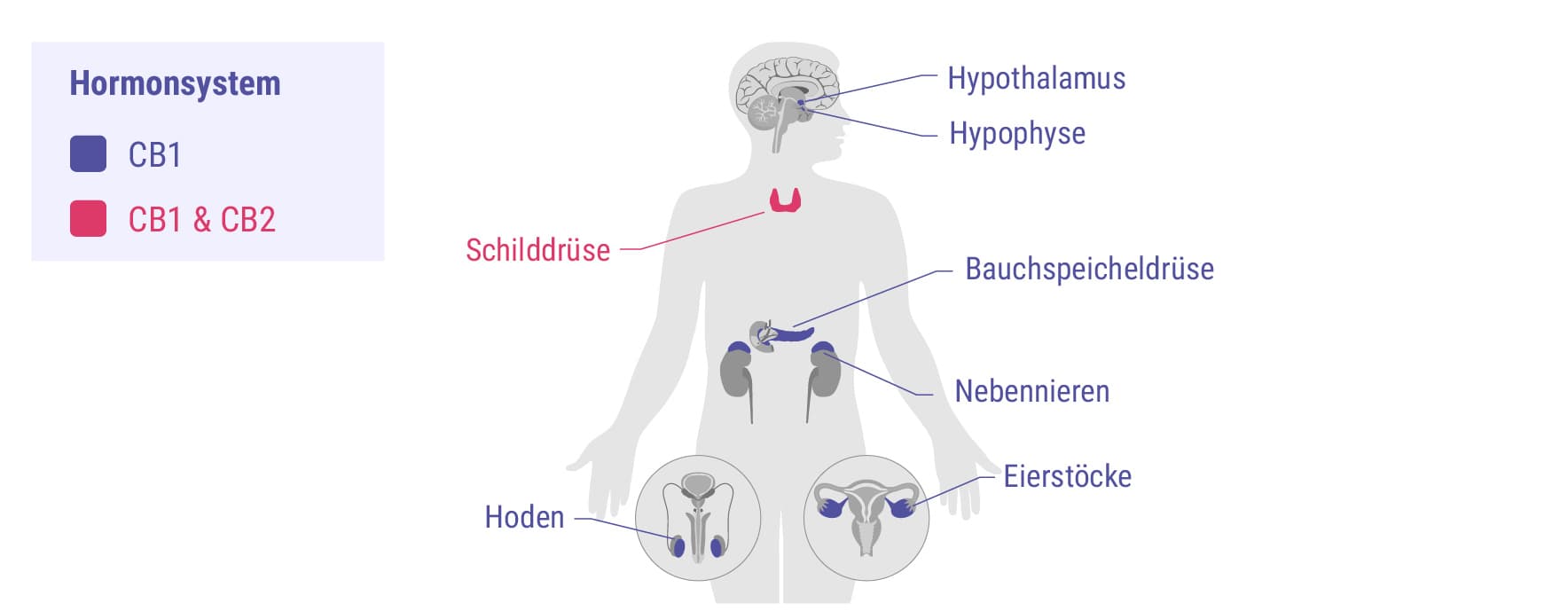 Cannabinoide und das Hormonsystem Cannabinoide und das Hormonsystem