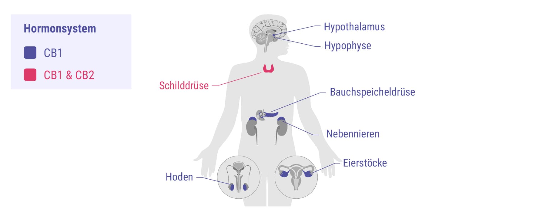 Cannabinoide und das Hormonsystem