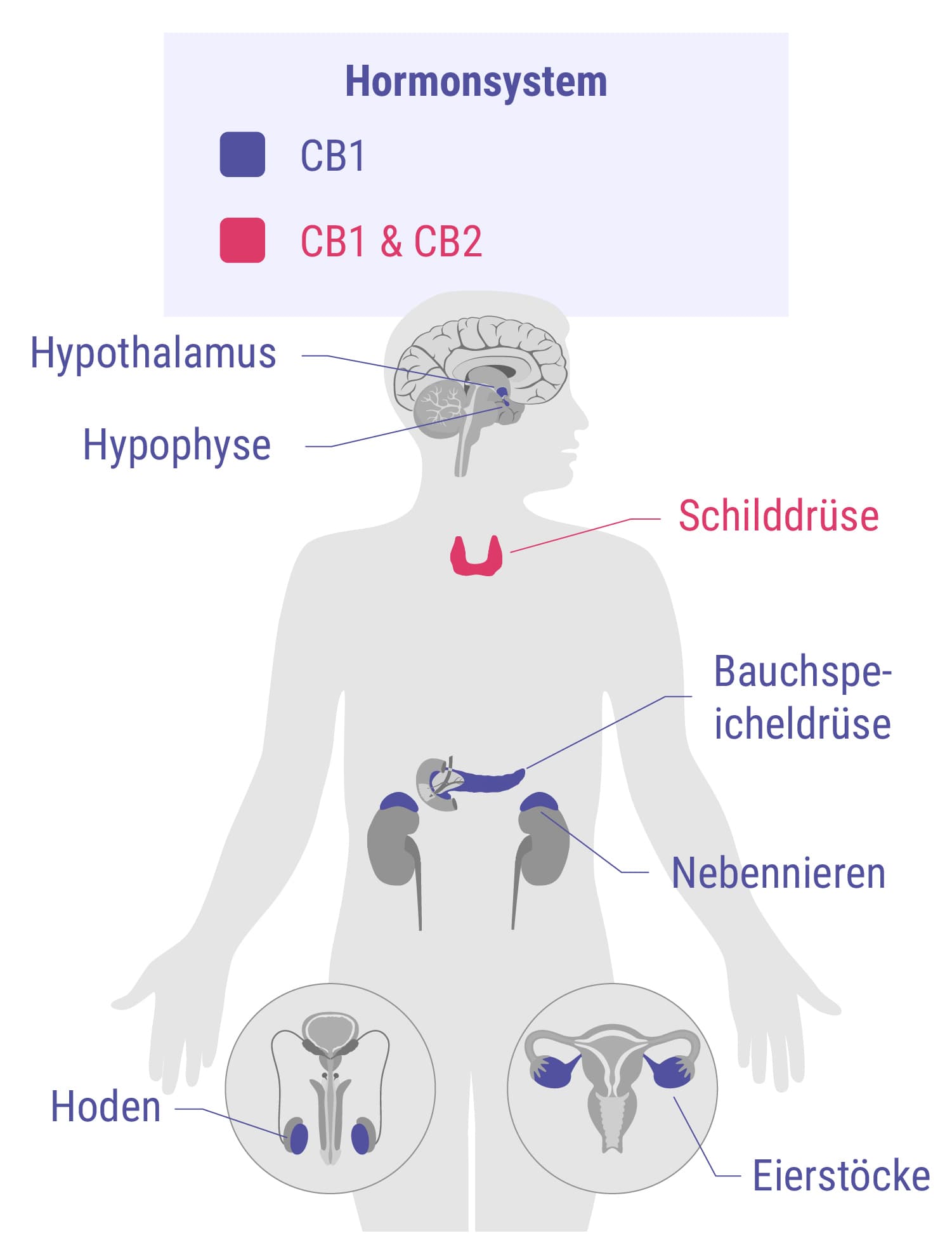 Cannabinoide und das Hormonsystem Cannabinoide und das Hormonsystem