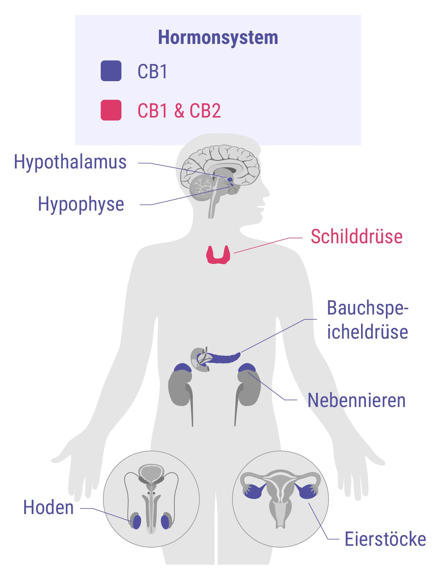 Cannabinoide und das Hormonsystem