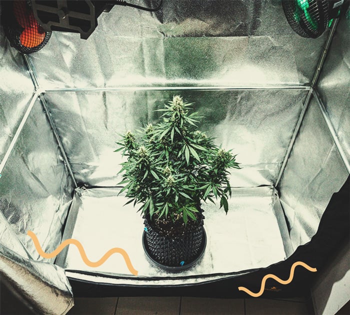 Alles Wissenswerte über Cannabis-Growboxen Alles Wissenswerte über Cannabis-Growboxen