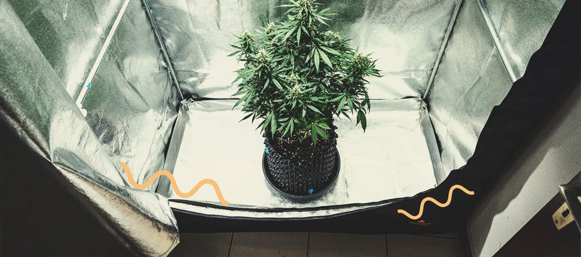 Alles Wissenswerte über Cannabis-Growboxen Alles Wissenswerte über Cannabis-Growboxen