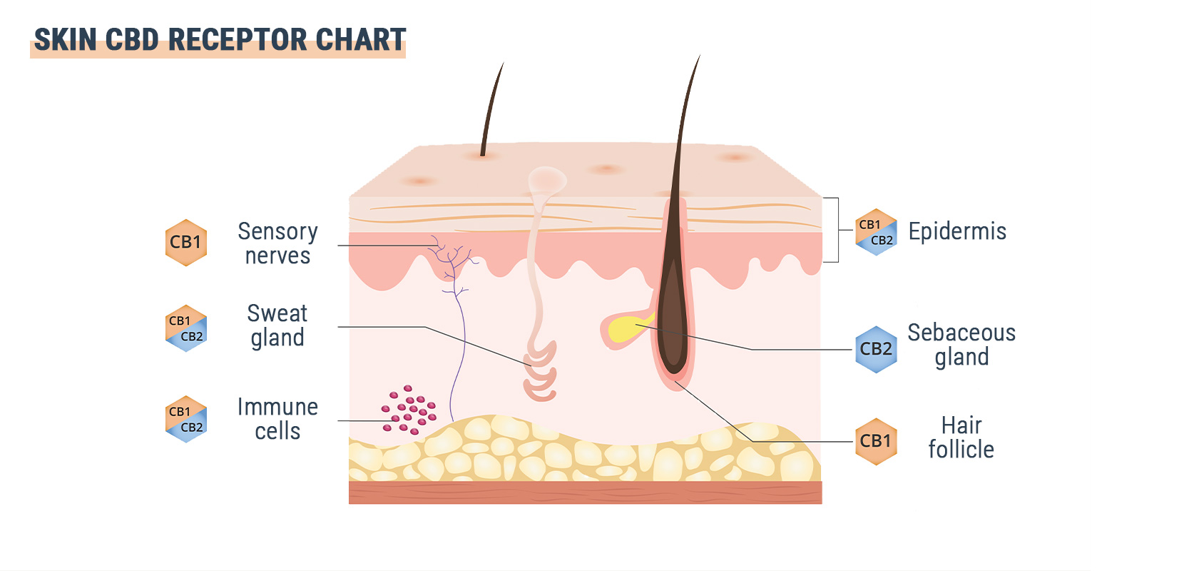 Is GPR55 the Third Cannabinoid Receptor?