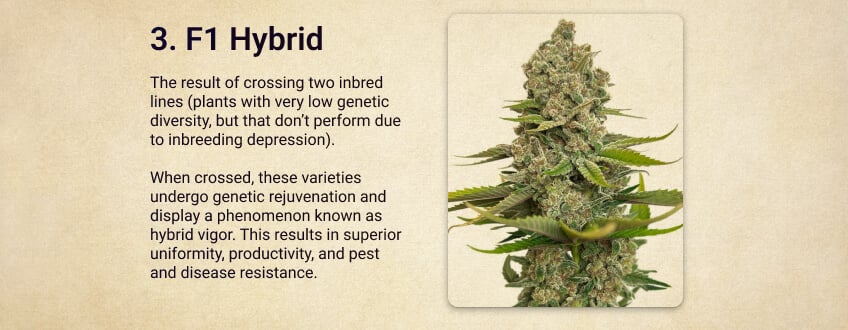 F1 Hybrid