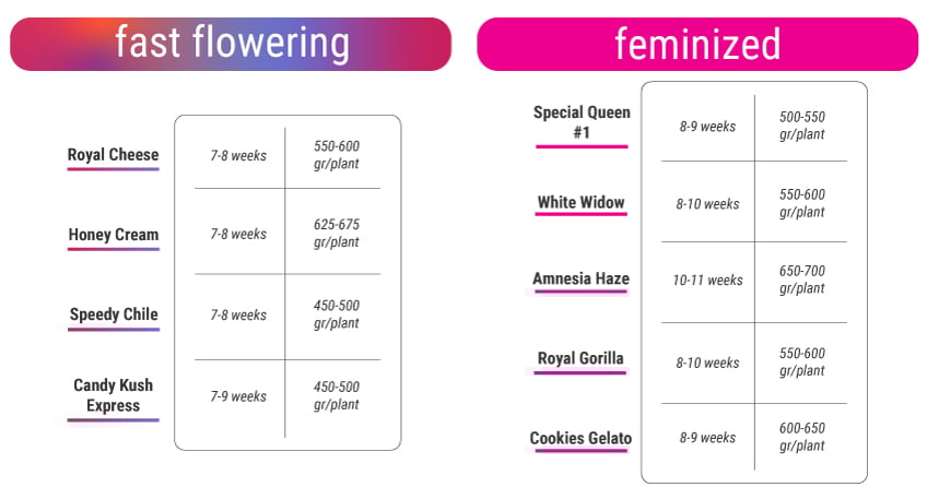 Fast Flowering Cannabis Strains