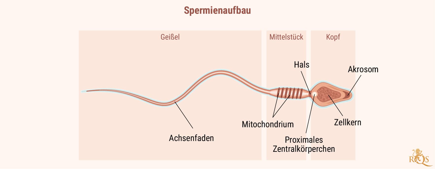 Männliche Fruchtbarkeit