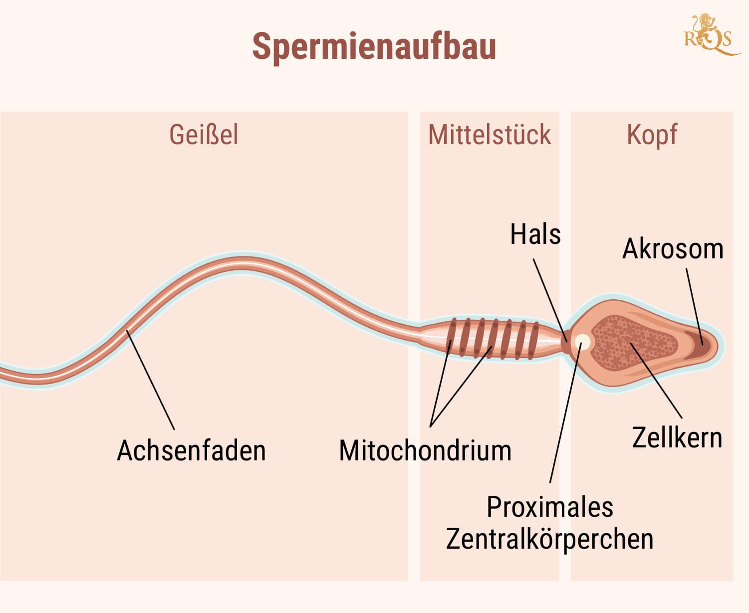 Männliche Fruchtbarkeit