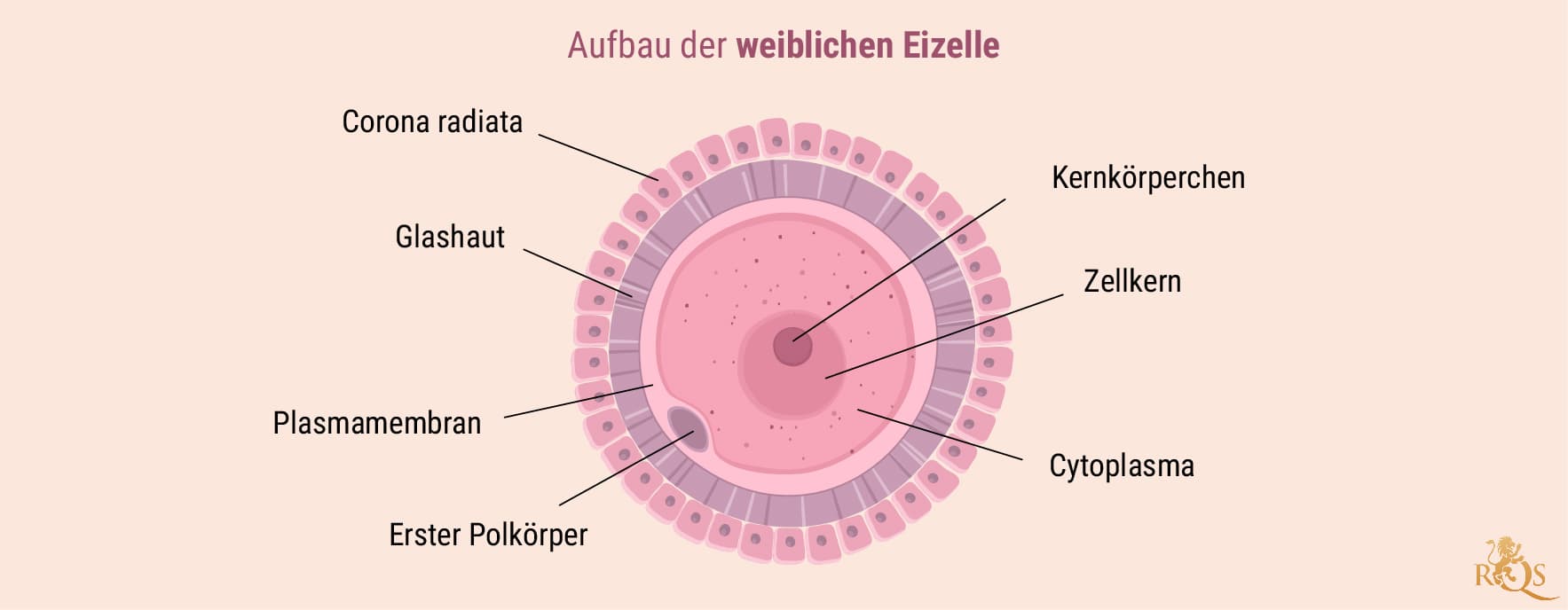 Weibliche Fruchtbarkeit