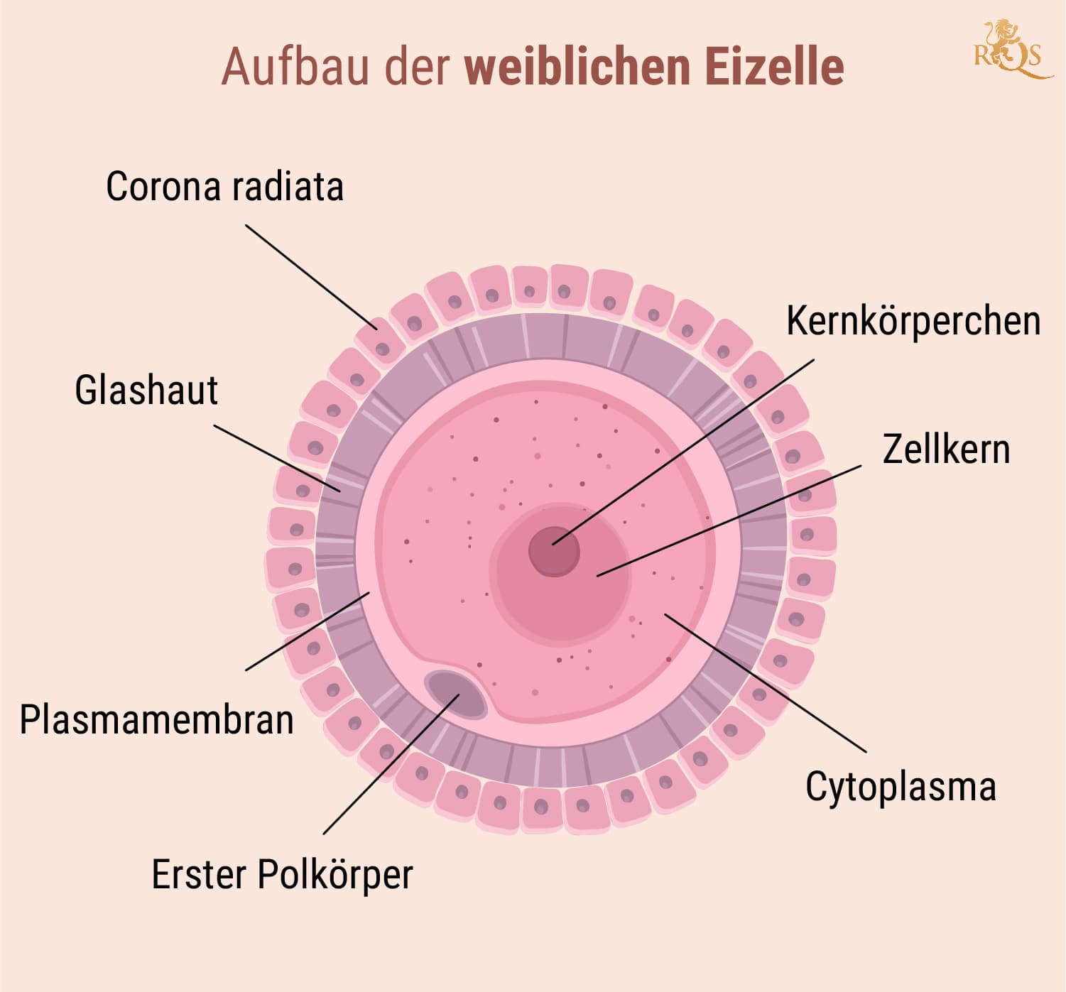 Weibliche Fruchtbarkeit