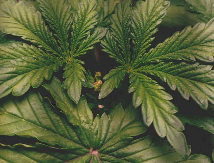 Topping and Training Autoflowering Cannabis Topping and Training Autoflowering Cannabis