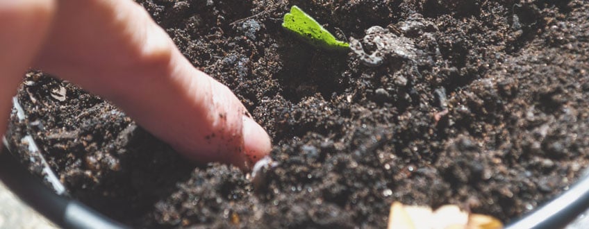 Check the soil Check the soil