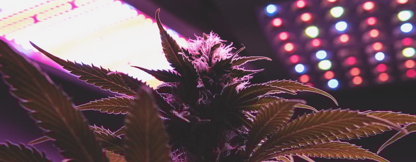 LEDs For Flowering LEDs For Flowering