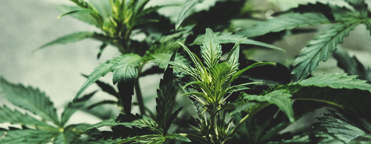 Die vielen Farben von Cannabis verstehen Die vielen Farben von Cannabis verstehen