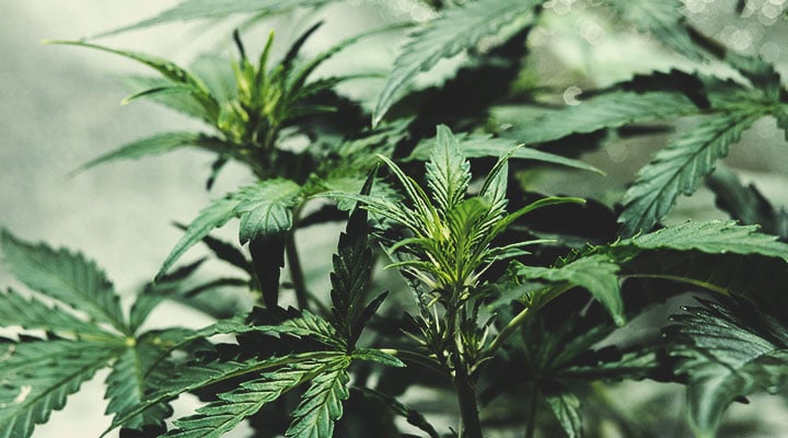 Die vielen Farben von Cannabis verstehen Die vielen Farben von Cannabis verstehen
