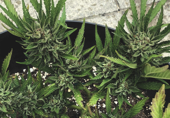 Cannabis flowering