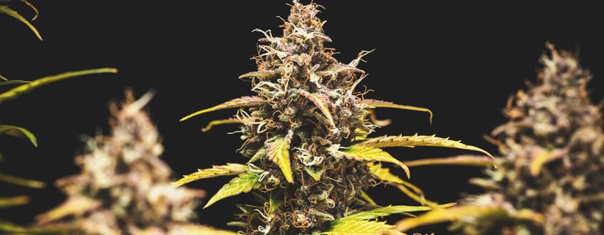 Flowering Flowering