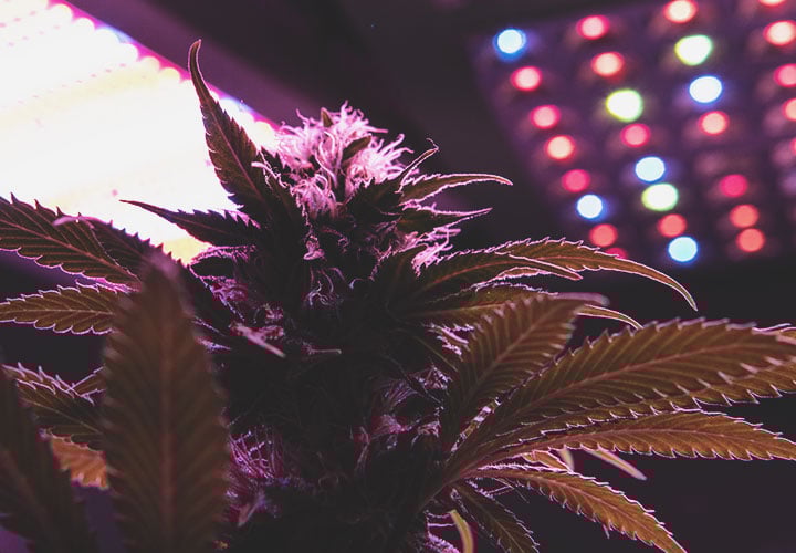 LEDs For Flowering LEDs For Flowering
