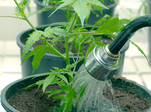 Flushing cannabis Flushing cannabis