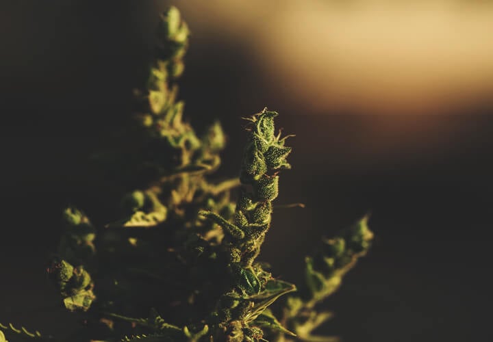 Was ist Foxtailing Weed? Was ist Foxtailing Weed?